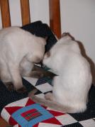 kittens - 071307 22